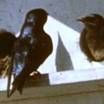 Purple Martin